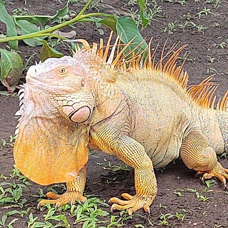 Cabinas Agamy Tortuguero Zewnętrze zdjęcie