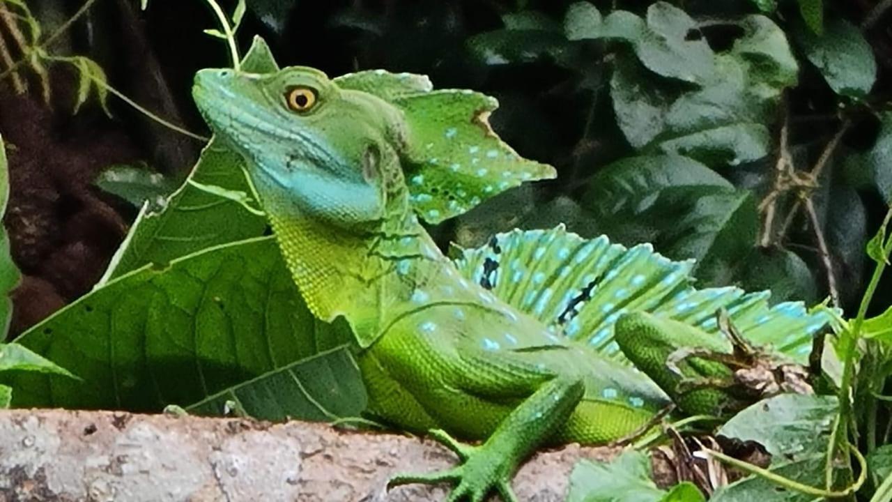 Cabinas Agamy Tortuguero Zewnętrze zdjęcie