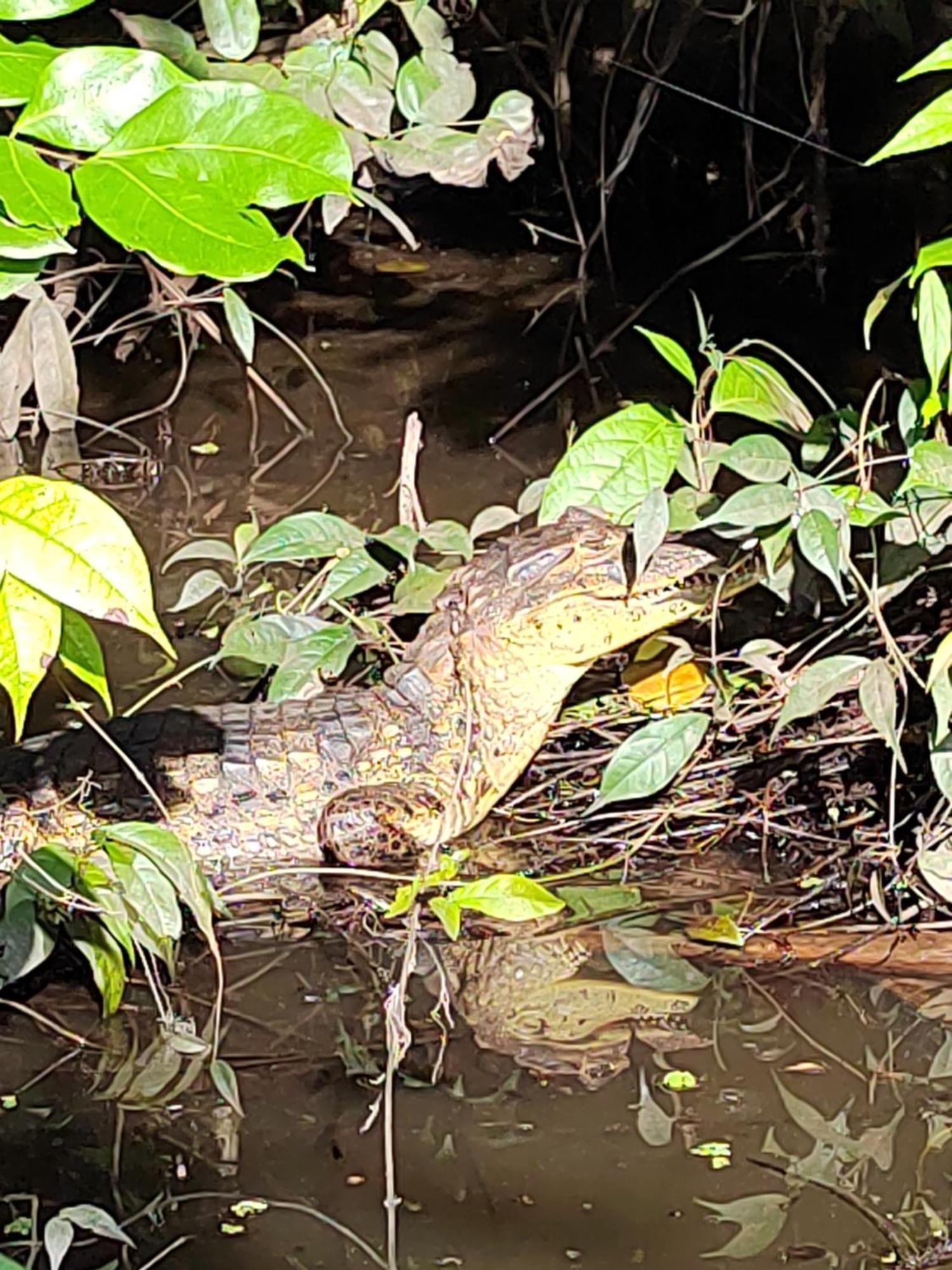 Cabinas Agamy Tortuguero Zewnętrze zdjęcie