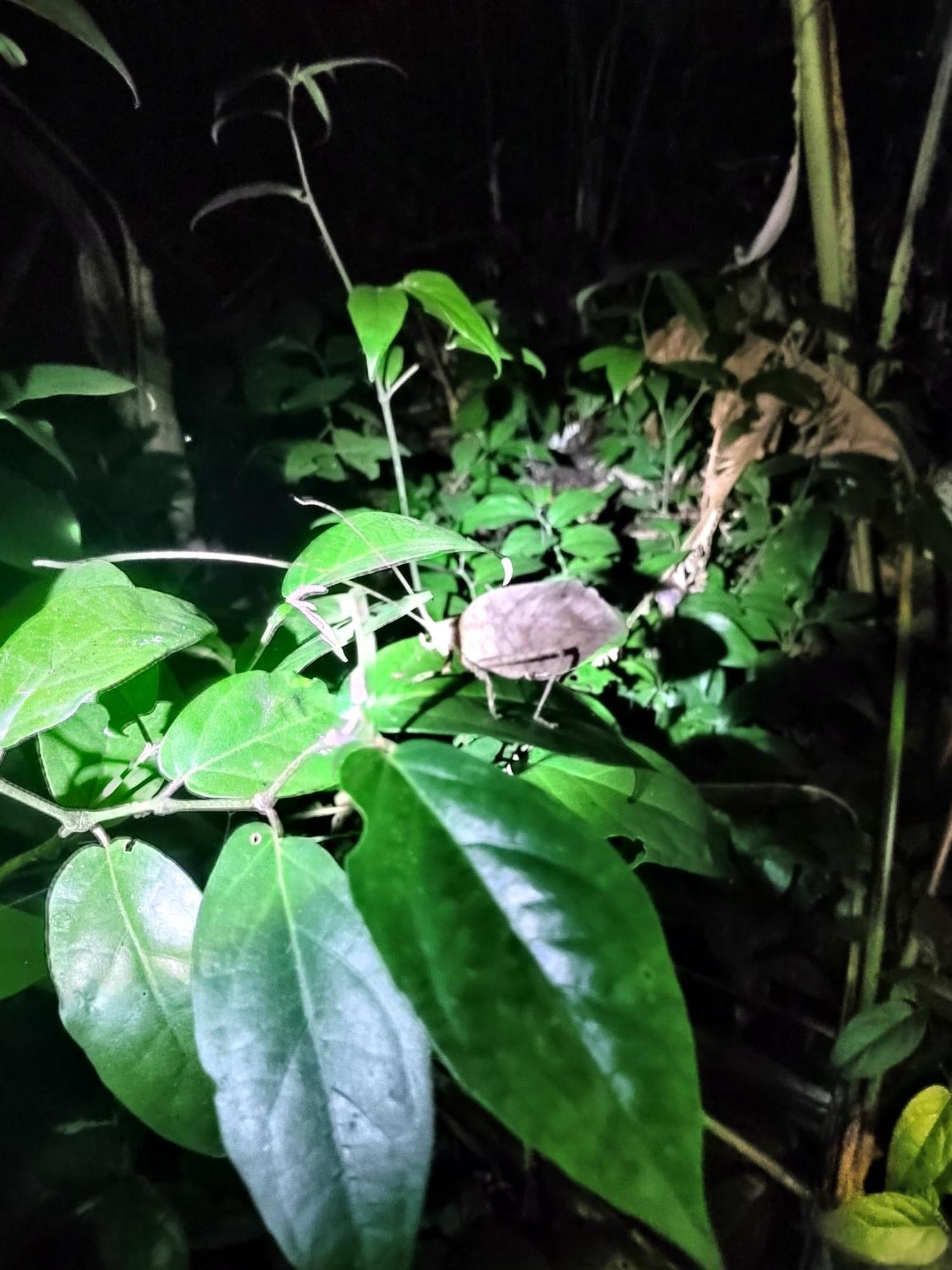 Cabinas Agamy Tortuguero Zewnętrze zdjęcie