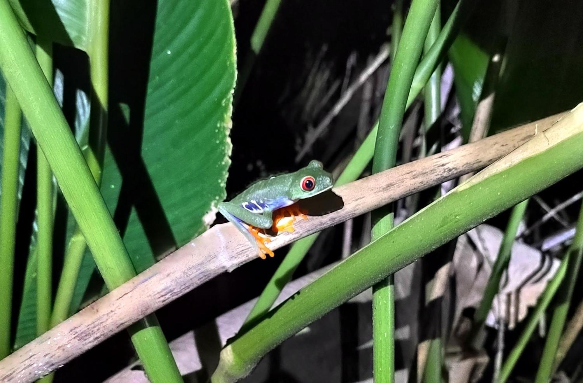 Cabinas Agamy Tortuguero Zewnętrze zdjęcie