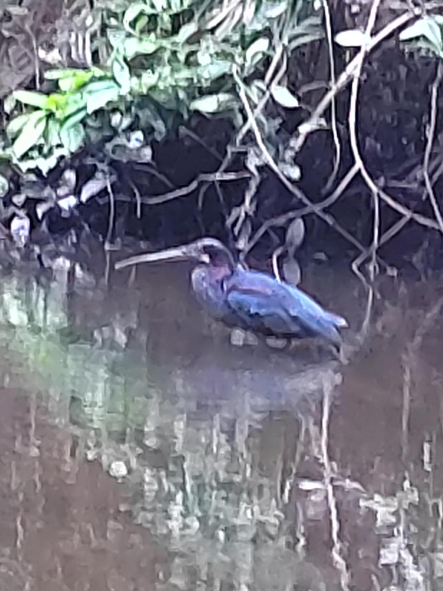 Cabinas Agamy Tortuguero Zewnętrze zdjęcie