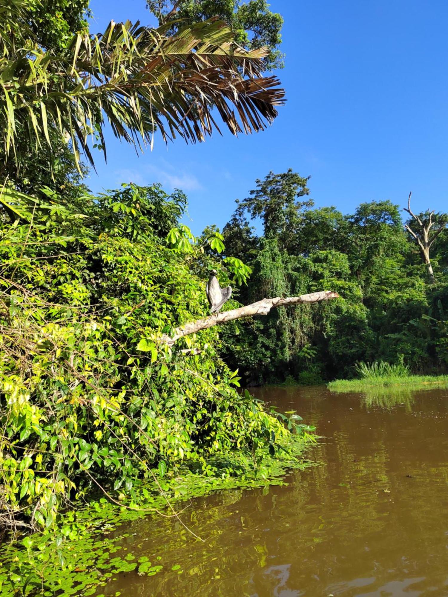 Cabinas Agamy Tortuguero Zewnętrze zdjęcie