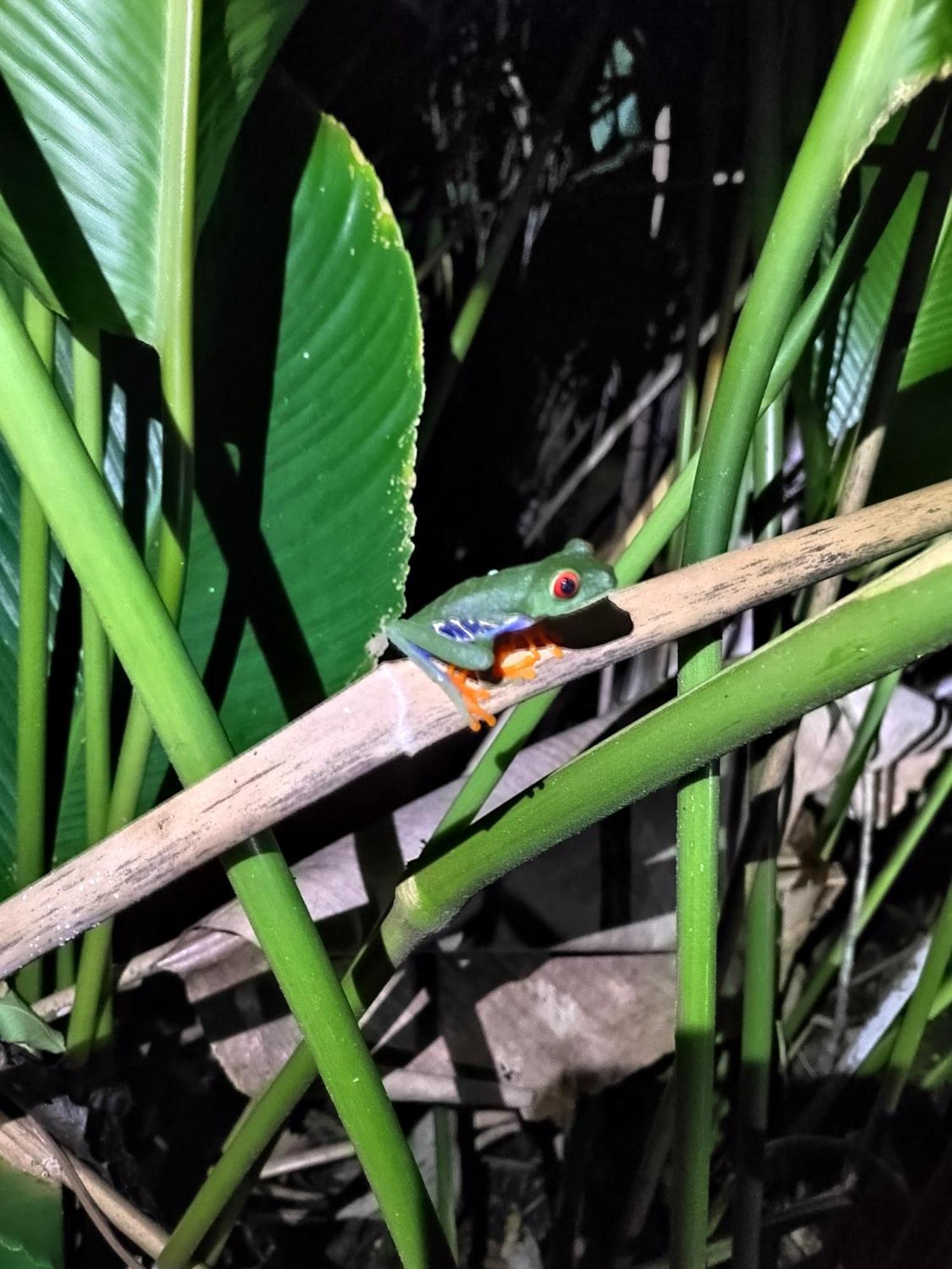 Cabinas Agamy Tortuguero Zewnętrze zdjęcie