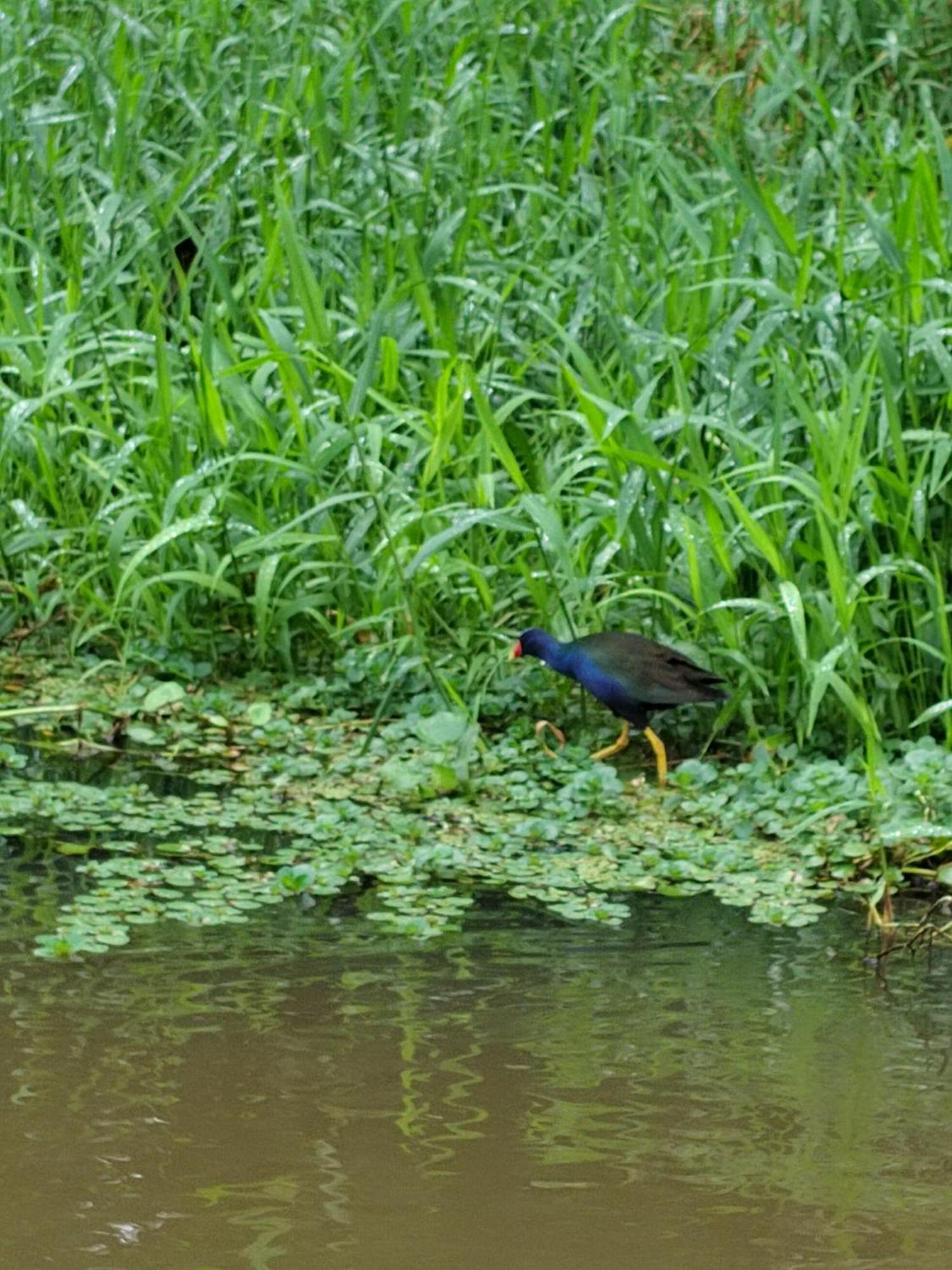 Cabinas Agamy Tortuguero Zewnętrze zdjęcie