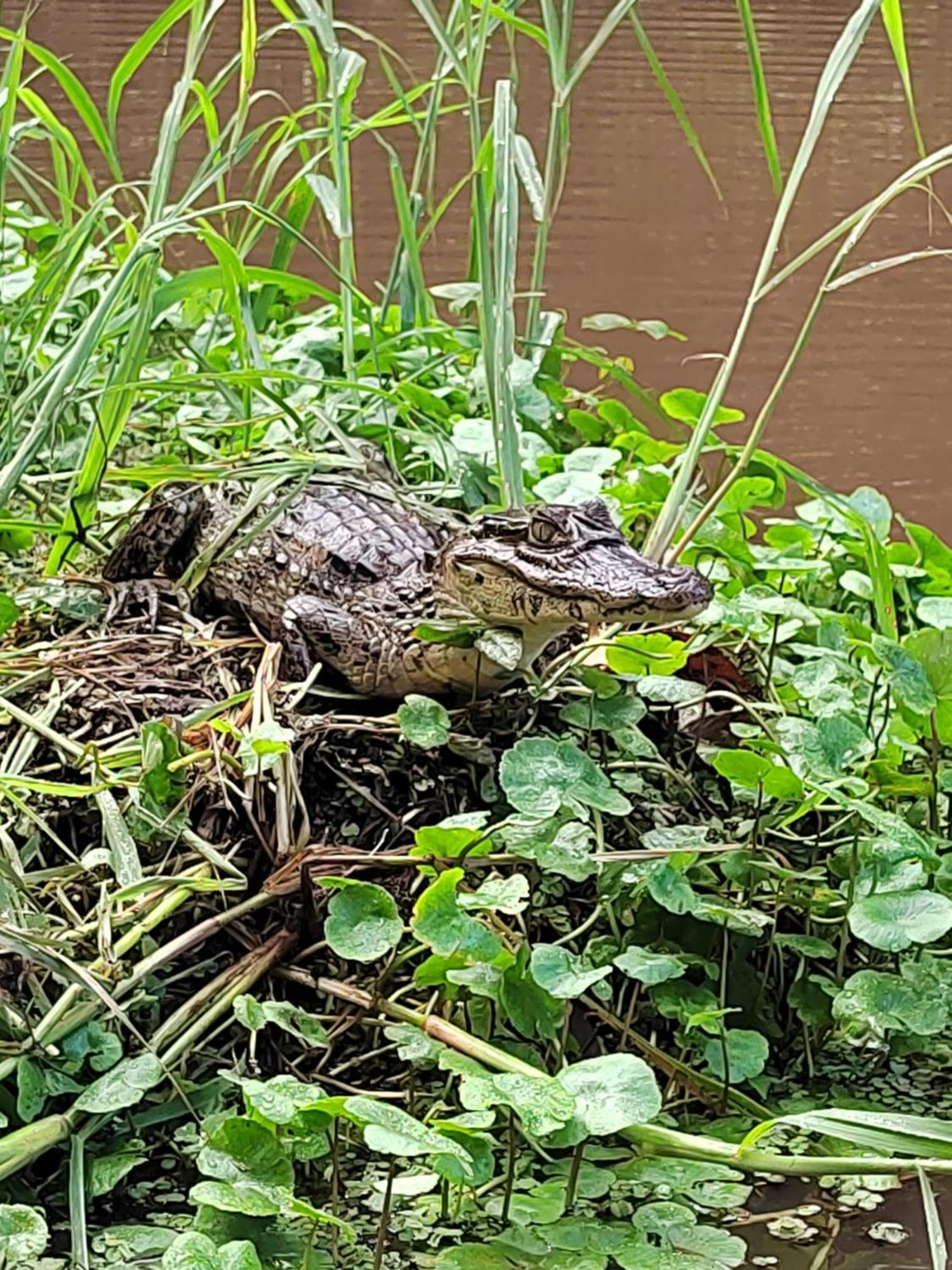 Cabinas Agamy Tortuguero Zewnętrze zdjęcie