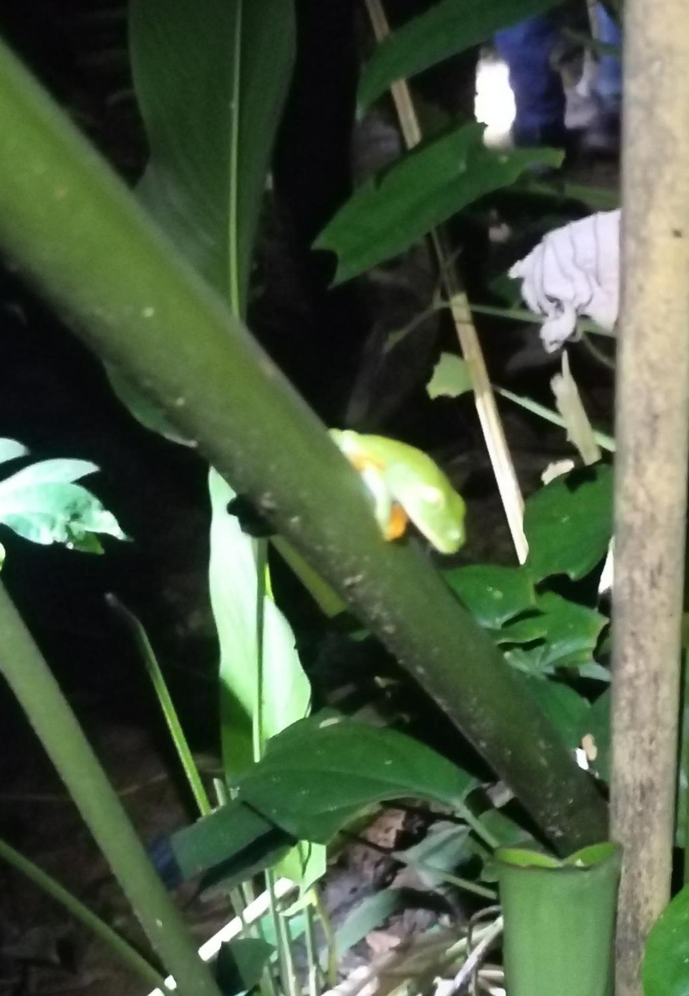 Cabinas Agamy Tortuguero Zewnętrze zdjęcie