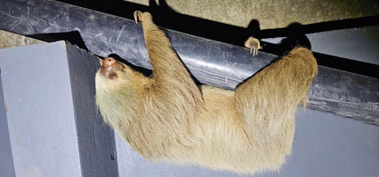 Cabinas Agamy Tortuguero Zewnętrze zdjęcie