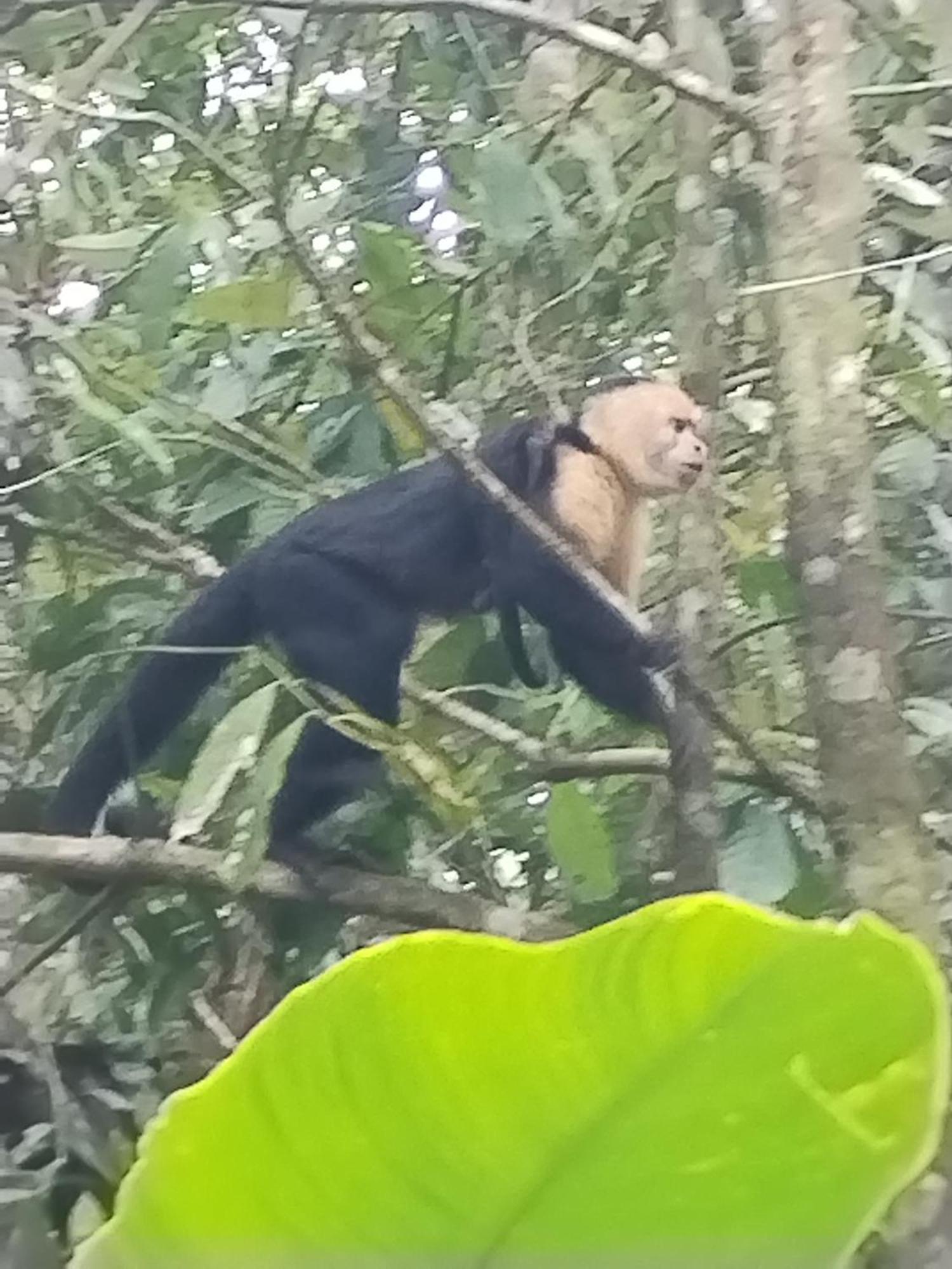 Cabinas Agamy Tortuguero Zewnętrze zdjęcie