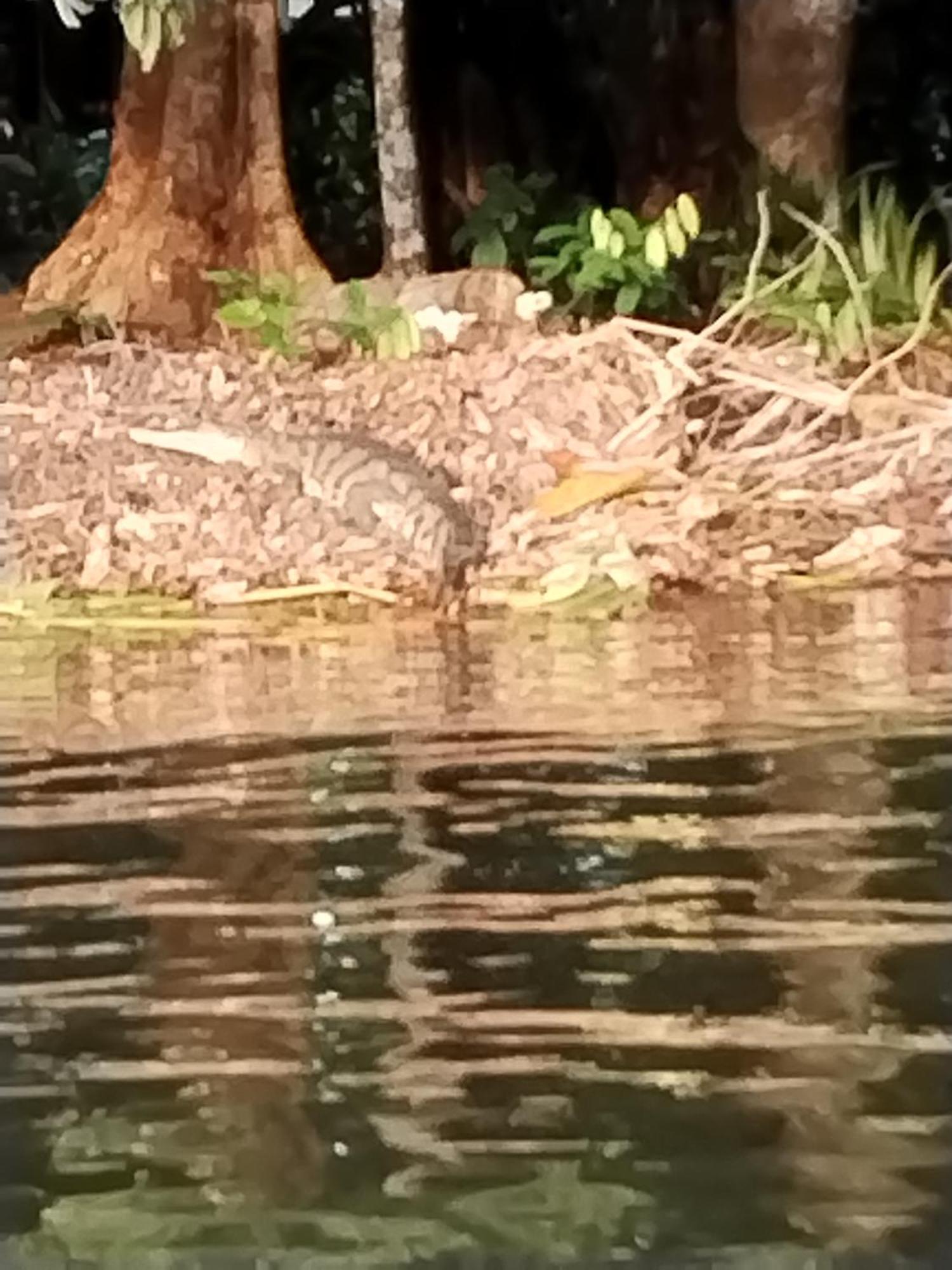 Cabinas Agamy Tortuguero Zewnętrze zdjęcie